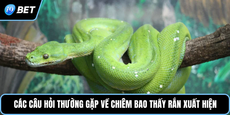 Các câu hỏi thường gặp về chiêm bao thấy rắn xuất hiện