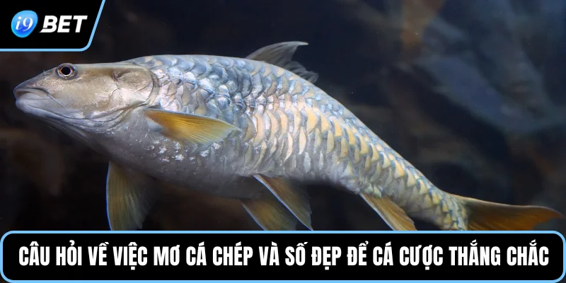 Câu hỏi về việc mơ cá chép và số đẹp để cá cược thắng chắc