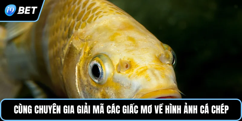 Cùng chuyên gia giải mã các giấc mơ về hình ảnh cá chép 