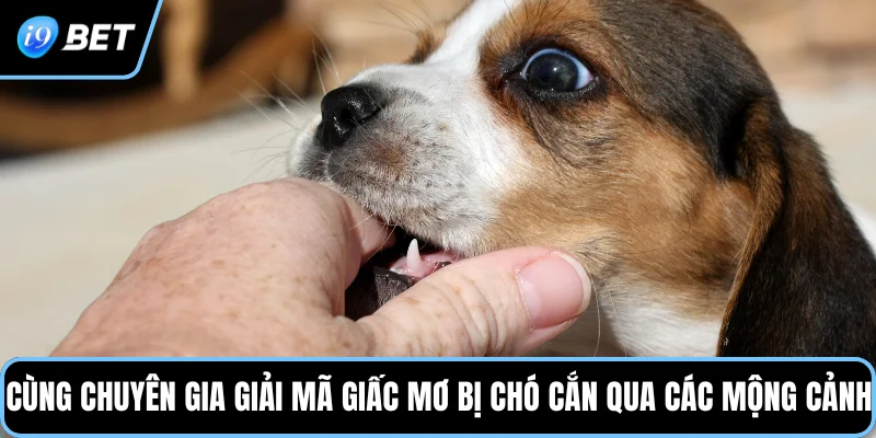 Cùng chuyên gia giải mã giấc mơ bị chó cắn qua các mộng cảnh