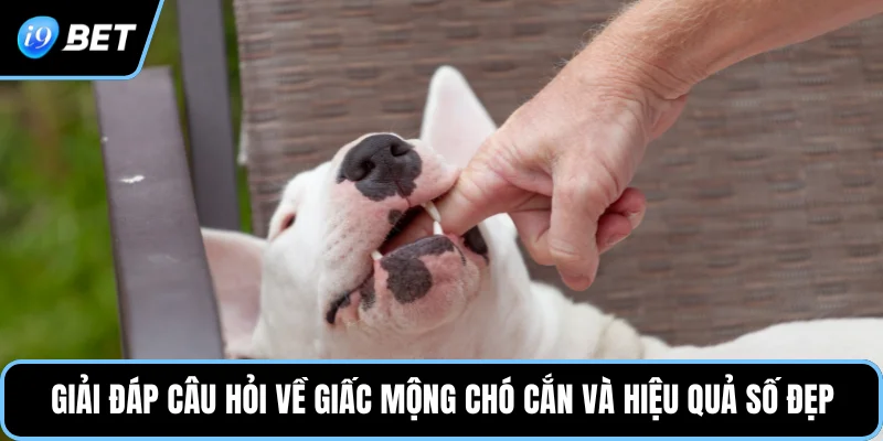 Giải đáp câu hỏi về giấc mộng chó cắn và hiệu quả số đẹp