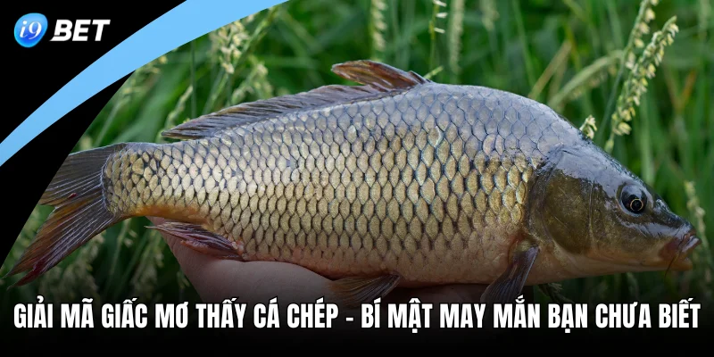 Giải Mã Giấc Mơ Thấy Cá Chép - Bí Mật May Mắn Bạn Chưa Biết