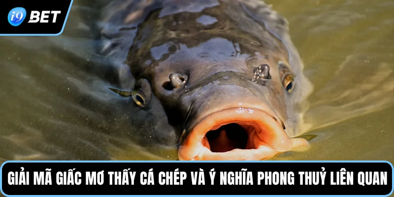 Giải mã giấc mơ thấy cá chép và ý nghĩa phong thuỷ liên quan