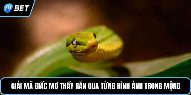 Giải mã giấc mơ thấy rắn qua từng hình ảnh trong mộng