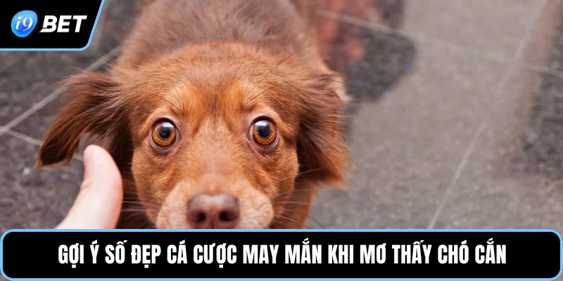 Gợi ý số đẹp cá cược may mắn khi mơ thấy chó cắn