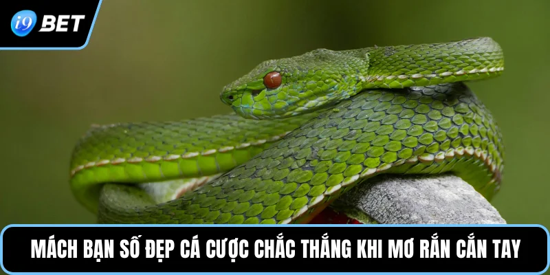 Mách bạn số đẹp cá cược chắc thắng khi mơ rắn cắn tay