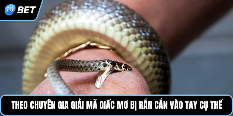 Theo chuyên gia giải mã giấc mơ bị rắn cắn vào tay cụ thể 